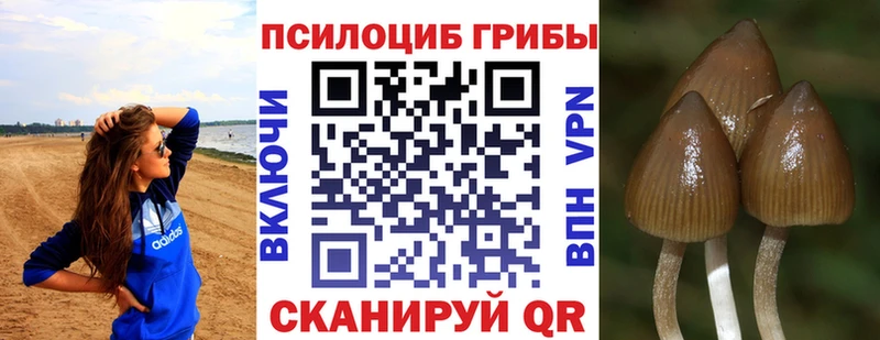 где купить   Евпатория  Псилоцибиновые грибы GOLDEN TEACHER 